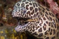 Cleaner Shrimp with Moray Eel