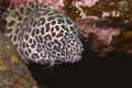 Cleaner Shrimp with Moray Eel