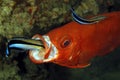 Cleaner Wrasses and Bigeye