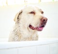 The cleanest hound in the house. Shot of an adorable dog having a bath at home. Royalty Free Stock Photo