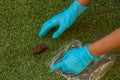 Cleaning animal shit from grass yard ground space by hand in gloves, dirty work concept