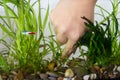 Cleaning aquarium. Growing plants in aquarium Royalty Free Stock Photo