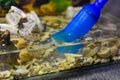 Cleaning the aquarium. Pumping water out of the aquarium. Close-up. Siphon Gravel Cleaner Tool In The Aquarium. Aquarium fish