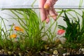 Cleaning aquarium. Remove old aquarium plants Royalty Free Stock Photo