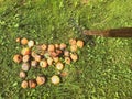 Cleaning the autumn garden. red, bright and juicy apples on the ground. the apples are already rotten and moldy. with a wooden