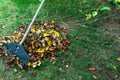 Cleaning autumn leaves in the garden with a plastic rake. Concept of preparation for winter and composting