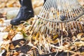 Cleaning of autumn leaves. Rake collected fallen yellow leaves Royalty Free Stock Photo