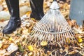 Cleaning of autumn leaves. Rake collected fallen yellow leaves Royalty Free Stock Photo
