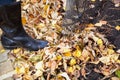 Cleaning of autumn leaves. Rake collected fallen yellow leaves Royalty Free Stock Photo