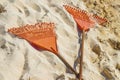 Very disgusting red seaweed sargazo beach Playa del Carmen Mexico