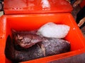 The catch for today, whereby the giant snapper cleaned and placed in the cooler box. Royalty Free Stock Photo