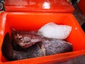 The catch for today, whereby the giant snapper cleaned and placed in the cooler box. Royalty Free Stock Photo