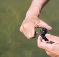 Cleaning blue mussel with bare hands and small knife above water