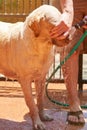 Cleaning brown labrador Royalty Free Stock Photo