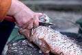 Cleaning of carp fish outside. Cooking for dinner outside, picnic concept