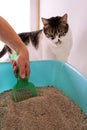 Cleaning cat litter box. Hand is cleaning of cat litter box with green spatula. Toilet cat cleaning sand. Royalty Free Stock Photo