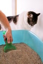 Cleaning cat litter box. Hand is cleaning of cat litter box with green spatula. Toilet cat cleaning sand cat. Royalty Free Stock Photo