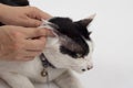 Cleaning the cats ears with ear wipes, help relieve itching and reduce odors Royalty Free Stock Photo