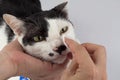 Cleaning the cats eyes with eye wipes, help relieve tear stains