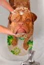 Cleaning the Dog Dogue De Bordeaux in bath Royalty Free Stock Photo