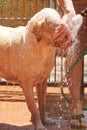 Cleaning dog face Royalty Free Stock Photo