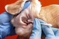 Cleaning the dog`s ears. The doctor examines the dog`s ears Royalty Free Stock Photo