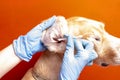 Cleaning the dog`s ears. Royalty Free Stock Photo