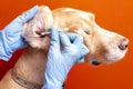 Cleaning the dog`s ears. The doctor examines Royalty Free Stock Photo