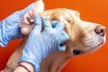 Cleaning the dog`s ears. The doctor examines the dog`s ears Royalty Free Stock Photo