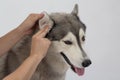 Cleaning the dogs ears with ear wipes, help relieve itching and reduce odors