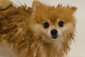 Cleaning of dogs and getting rid of fleas and ticks. puppy bath time. grooming the coat of a thoroughbred dog. wet dog pomeranian