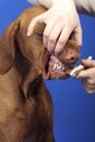 Cleaning dogs teeth with brush