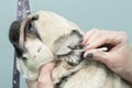 Cleaning the ears with a hygienic dog`s pug-dog. Royalty Free Stock Photo