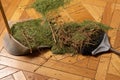 Fallen Christmas tree needles on the floor with broom and scoop