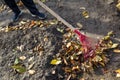 Cleaning fallen leaves in the garden in autumn using a rake