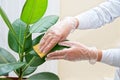 Cleaning ficus plant
