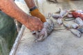 Cleaning Fish. Royalty Free Stock Photo