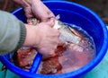 Cleaning fish on the scales Royalty Free Stock Photo