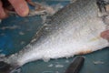 Cleaning fish under water, preparation for barbecue Royalty Free Stock Photo
