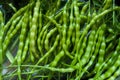 Cleaning fresh green vegetable with water drop Royalty Free Stock Photo