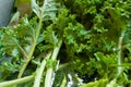 Cleaning fresh green vegetable with water drop Royalty Free Stock Photo