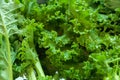 Cleaning fresh green vegetable with water drop Royalty Free Stock Photo