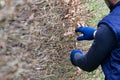 Cleaning the garden in early spring, cutting the hedge, which is still leafless. Royalty Free Stock Photo