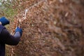 Cleaning the garden in early spring, cutting the hedge, which is still leafless. Royalty Free Stock Photo