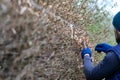 Cleaning the garden in early spring, cutting the hedge, which is still leafless. Royalty Free Stock Photo