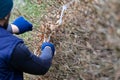 Cleaning the garden in early spring, cutting the hedge, which is still leafless. Royalty Free Stock Photo