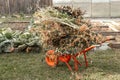 Cleaning the garden after harvesting. The tops and weeds are lying in a garden wheelbarrow. Preparation of waste for composting Royalty Free Stock Photo