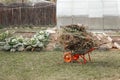 Cleaning the garden after harvesting. The tops and weeds are lying in a garden wheelbarrow. Preparation of waste for composting Royalty Free Stock Photo