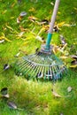 Cleaning green lawn from dead leaves