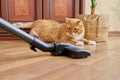 Cleaning house with vacuum cleaner, vacuum cleaner brush with pet cat Royalty Free Stock Photo